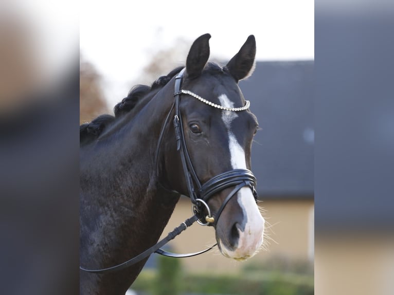 Selle autrichien Hongre 13 Ans 164 cm Bai brun foncé in Schottwien