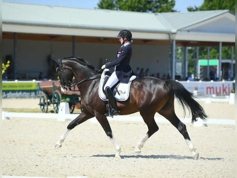Selle autrichien Hongre 13 Ans 164 cm Bai brun foncé in Schottwien