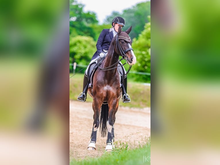 Selle autrichien Hongre 13 Ans 164 cm Bai brun foncé in Schottwien
