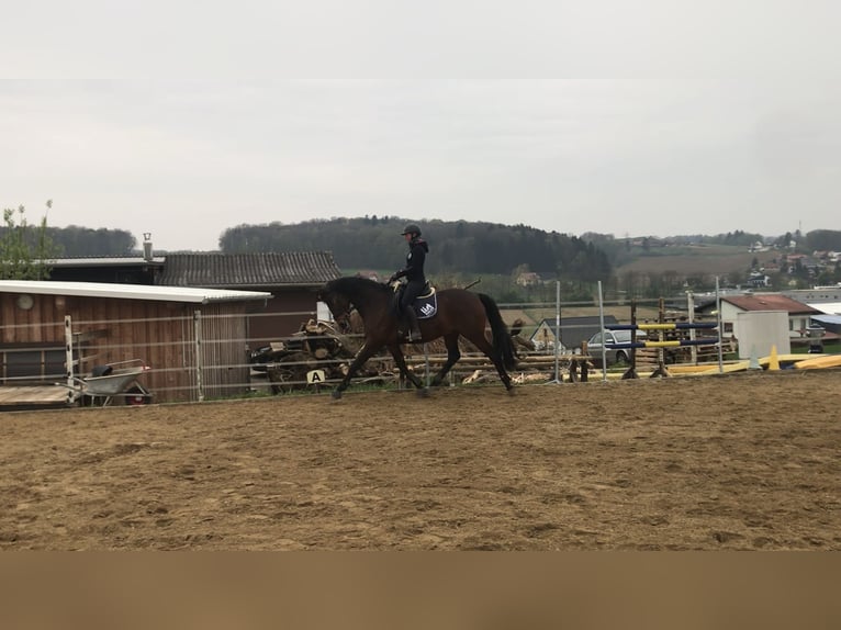 Selle autrichien Hongre 13 Ans 165 cm Bai in St. Stefan im Rosenthal
