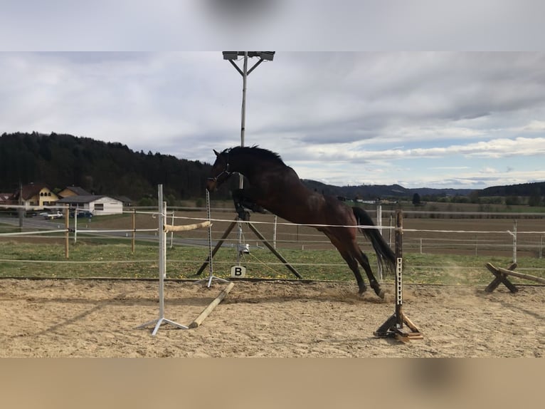 Selle autrichien Hongre 13 Ans 165 cm Bai in St. Stefan im Rosenthal