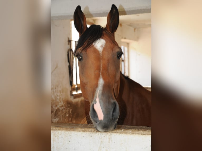Selle autrichien Hongre 13 Ans 165 cm Bai in Kaltenbach