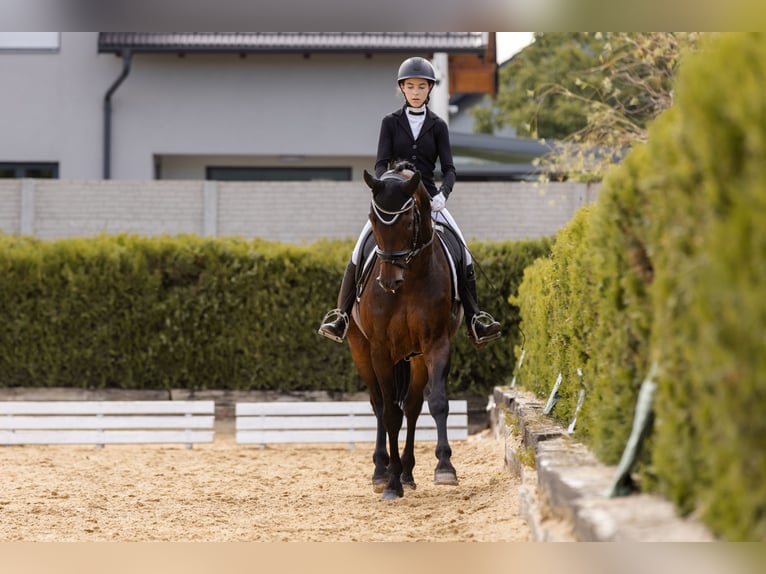 Selle autrichien Hongre 14 Ans 167 cm Bai brun in Kumberg