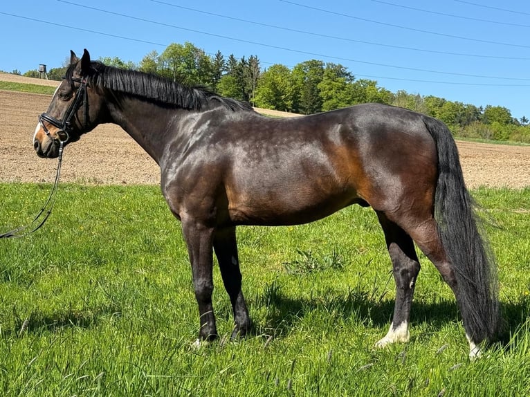 Selle autrichien Hongre 15 Ans 165 cm Bai brun in Hartkirchen