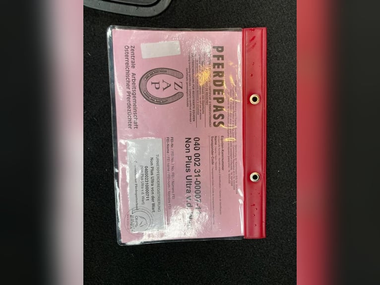 Selle autrichien Hongre 15 Ans Bai in Lebring