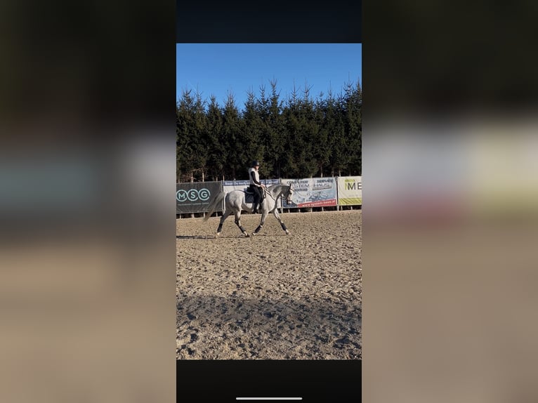 Selle autrichien Hongre 16 Ans 173 cm Gris in Kleinsöding