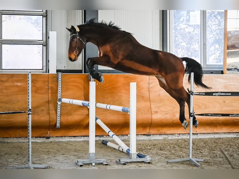 Selle autrichien Hongre 17 Ans 172 cm Bai in Summaprada