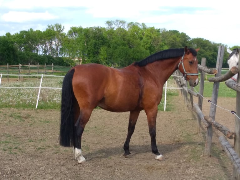 Selle autrichien Hongre 19 Ans 164 cm Bai in Mistelbach