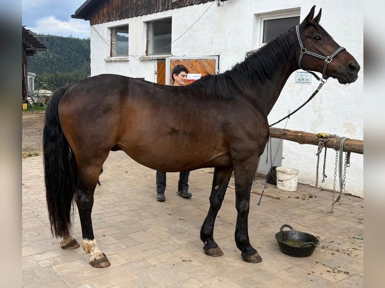 Selle autrichien Hongre 19 Ans 165 cm Bai brun in Leoben