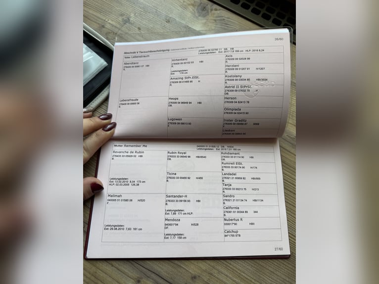 Selle autrichien Hongre 2 Ans 156 cm Bai brun in Klagenfurt