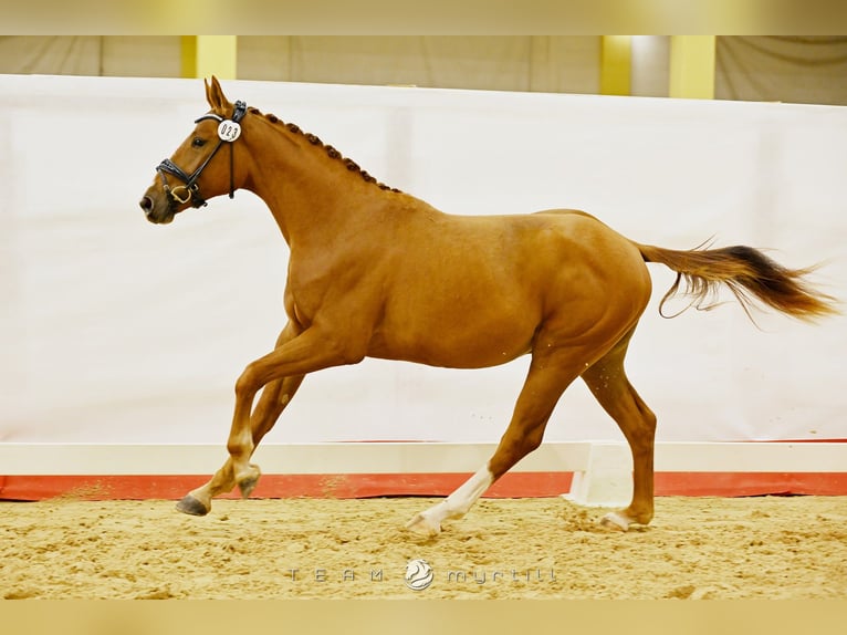 Selle autrichien Hongre 2 Ans 168 cm Alezan in Stadl-Paura