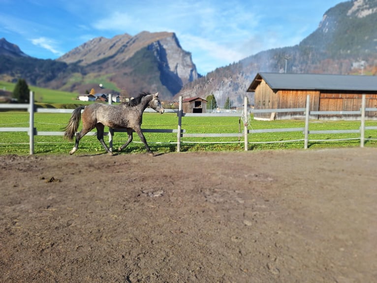 Selle autrichien Hongre 2 Ans 170 cm in Au