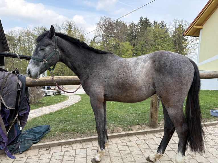 Selle autrichien Hongre 2 Ans Gris in Untergroßau