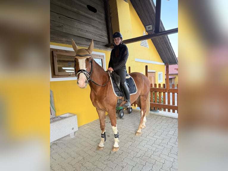 Selle autrichien Hongre 3 Ans 160 cm Alezan in Spielberg