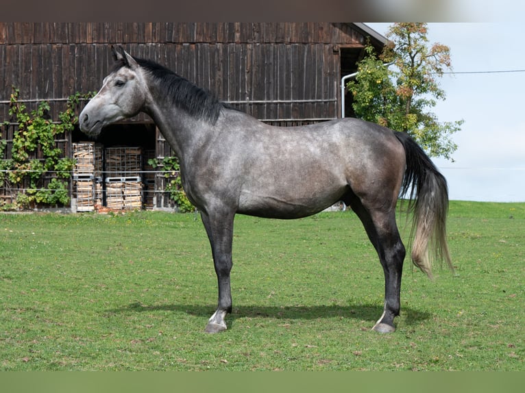Selle autrichien Hongre 3 Ans 165 cm Gris in Geboltskirchen