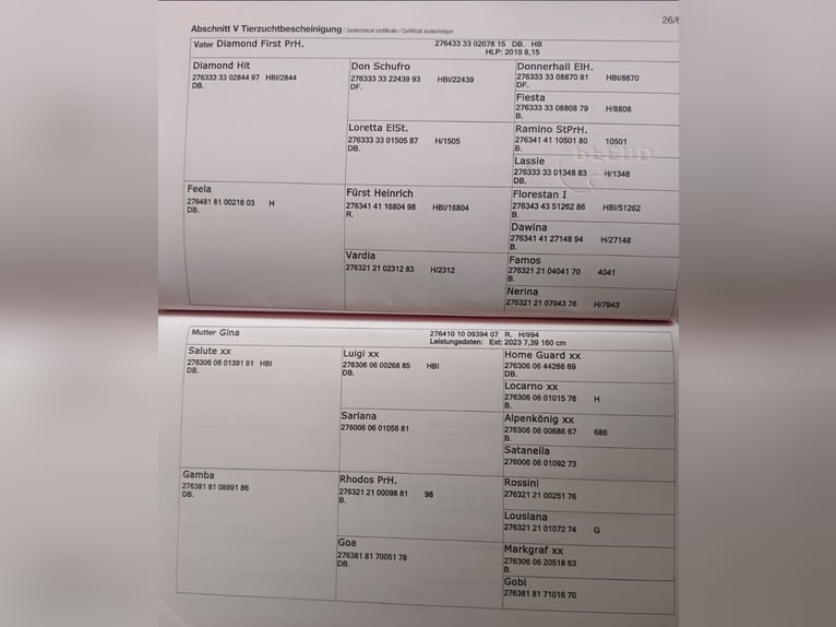 Selle autrichien Hongre 3 Ans 168 cm Bai brun in Schilderst. Paul