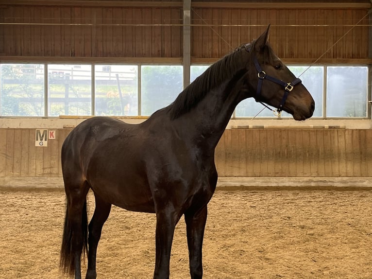 Selle autrichien Hongre 3 Ans 168 cm Bai brun in Heiligenkreuz