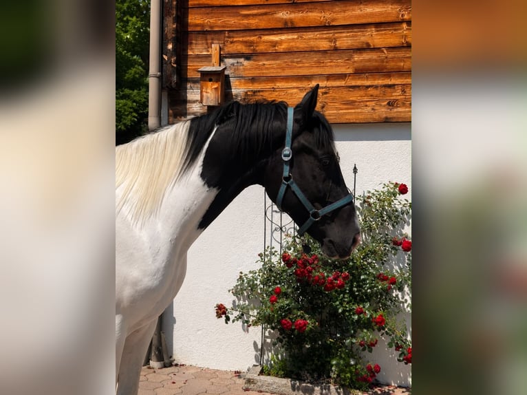 Selle autrichien Hongre 3 Ans 168 cm Pinto in Bad Kleinkirchheim