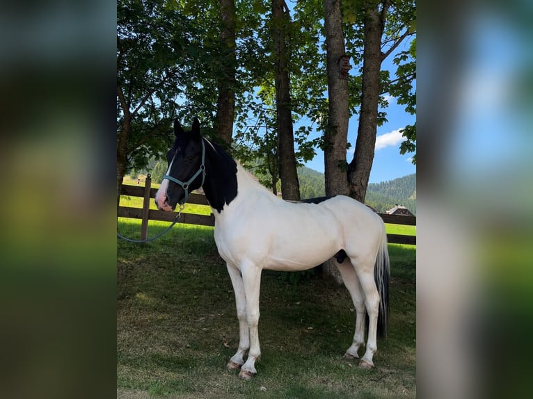 Selle autrichien Hongre 3 Ans 168 cm Pinto in Bad Kleinkirchheim