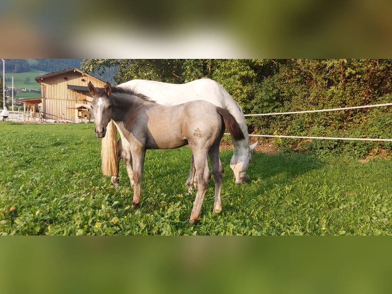 Selle autrichien Hongre 3 Ans 170 cm Gris pommelé in AU