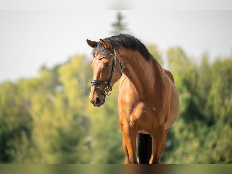 Selle autrichien Hongre 3 Ans 171 cm Bai in Niklasdorf