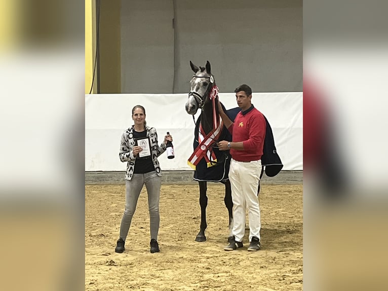 Selle autrichien Hongre 3 Ans Noir in Heiligenkreuz Selle autrichien Hongre 3 Ans Noir in Heiligenkreuz