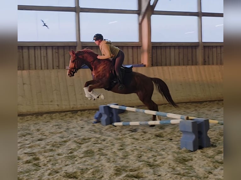 Selle autrichien Hongre 4 Ans 160 cm Alezan in Wolfsbach