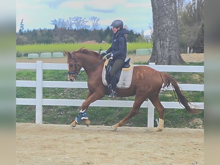 Selle autrichien Hongre 4 Ans 162 cm Alezan in Wolfsbach