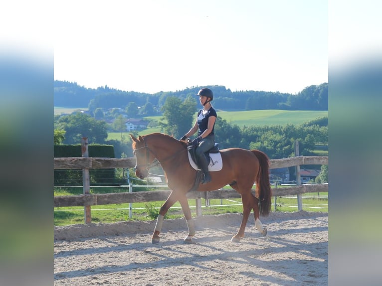 Selle autrichien Hongre 4 Ans 162 cm Alezan in Lochen am See