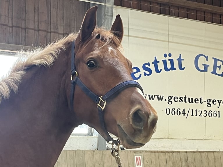 Selle autrichien Hongre 4 Ans 166 cm Alezan in Heiligenkreuz