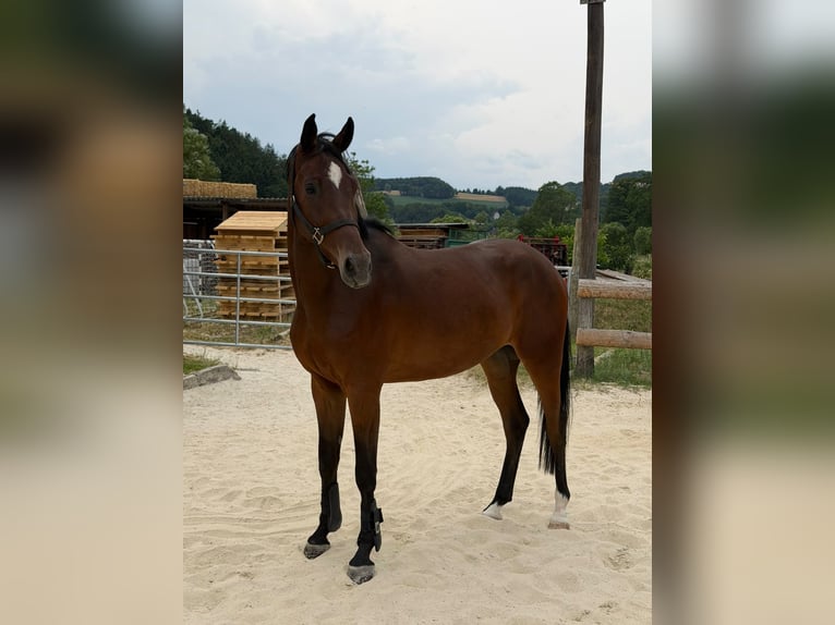 Selle autrichien Hongre 4 Ans 167 cm Bai brun in Bromberg