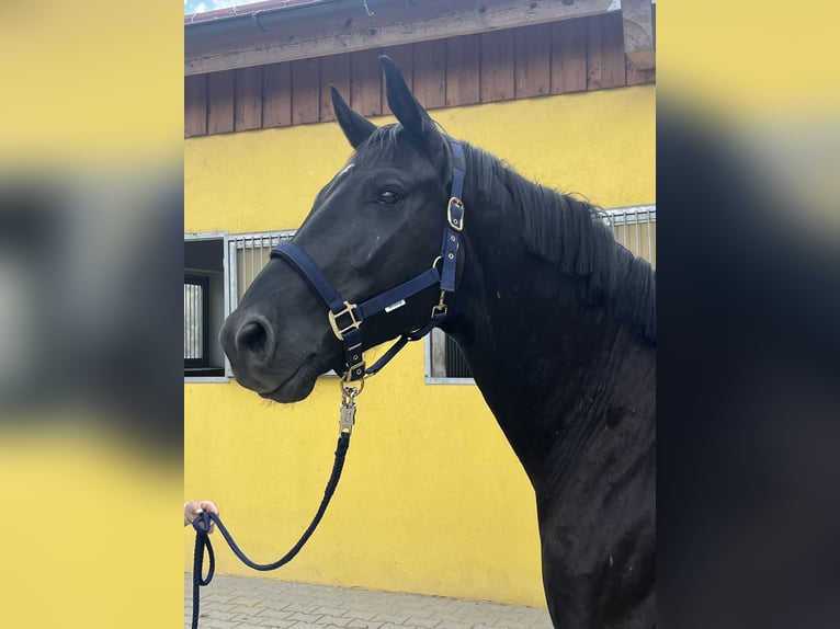 Selle autrichien Hongre 4 Ans 167 cm Noir in SattelbachHeiligenkreuz
