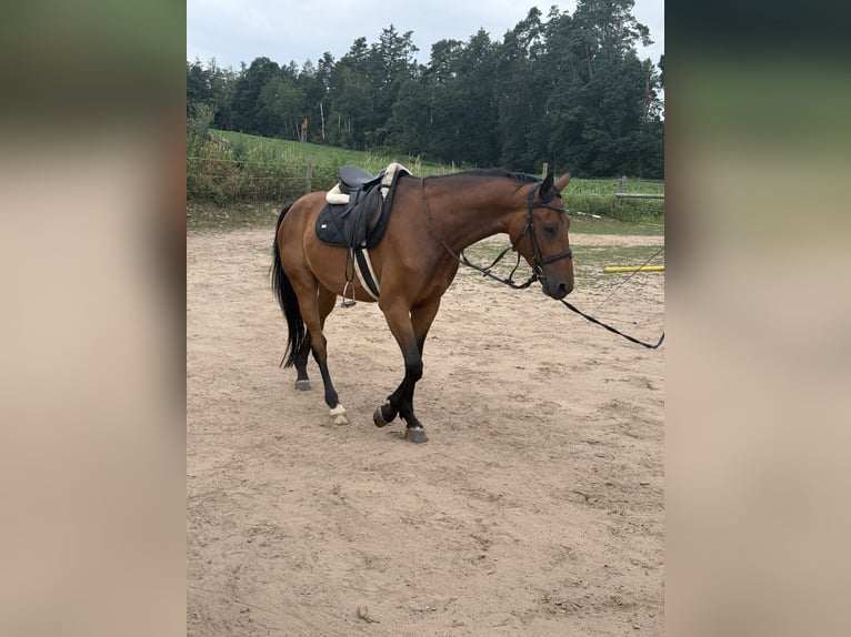 Selle autrichien Hongre 4 Ans 168 cm Bai in Spalt