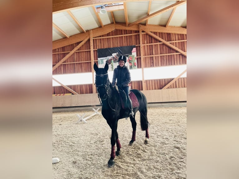 Selle autrichien Hongre 4 Ans 168 cm Noir in Mörschwang