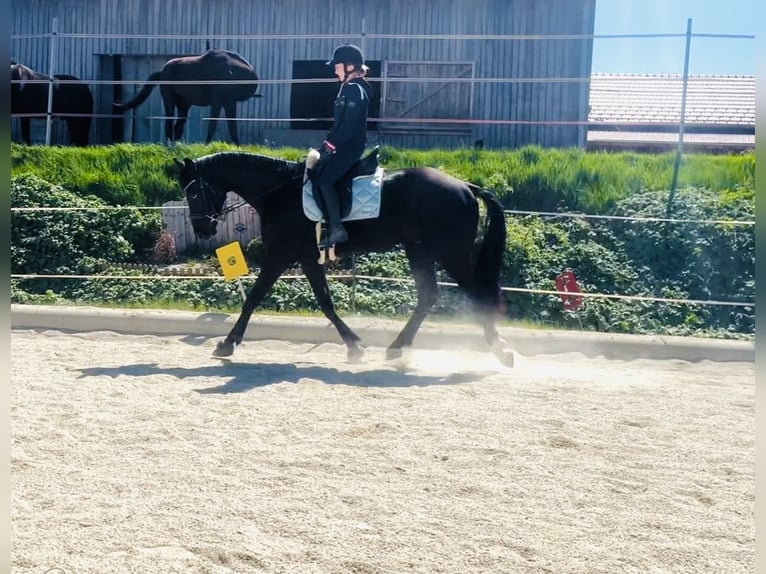 Selle autrichien Hongre 4 Ans 168 cm Noir in Mörschwang