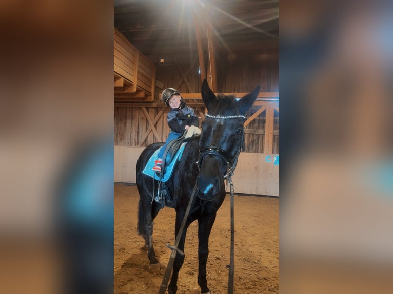 Selle autrichien Hongre 4 Ans 168 cm Noir in Mörschwang