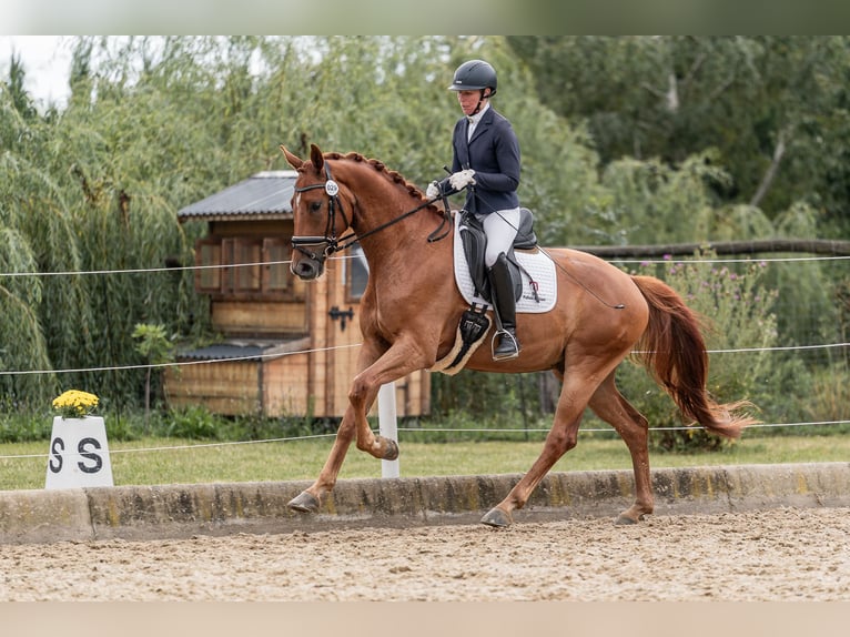 Selle autrichien Hongre 4 Ans 169 cm Alezan in Gleisdorf