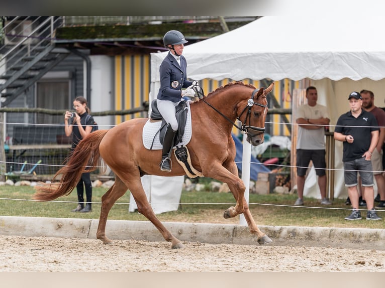 Selle autrichien Hongre 4 Ans 169 cm Alezan in Gleisdorf