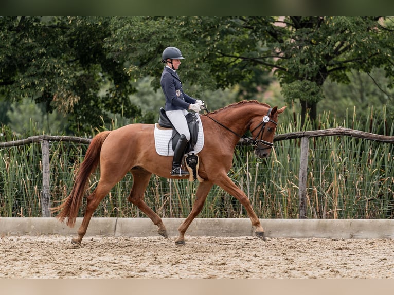Selle autrichien Hongre 4 Ans 169 cm Alezan in Gleisdorf