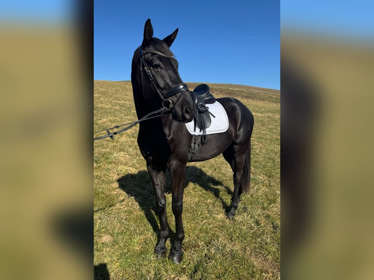 Selle autrichien Hongre 4 Ans 169 cm Noir in Breitenschützing