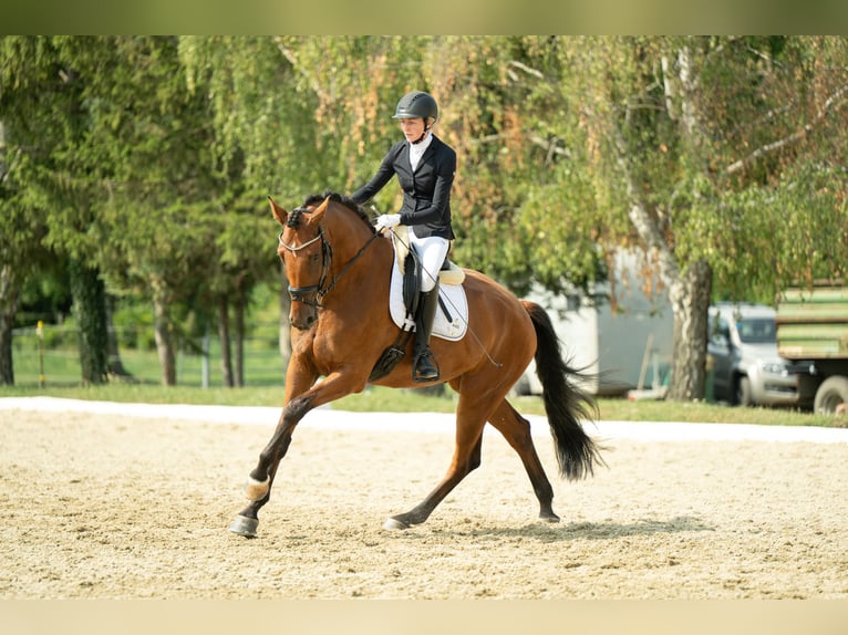 Selle autrichien Hongre 4 Ans 171 cm Bai in Niklasdorf