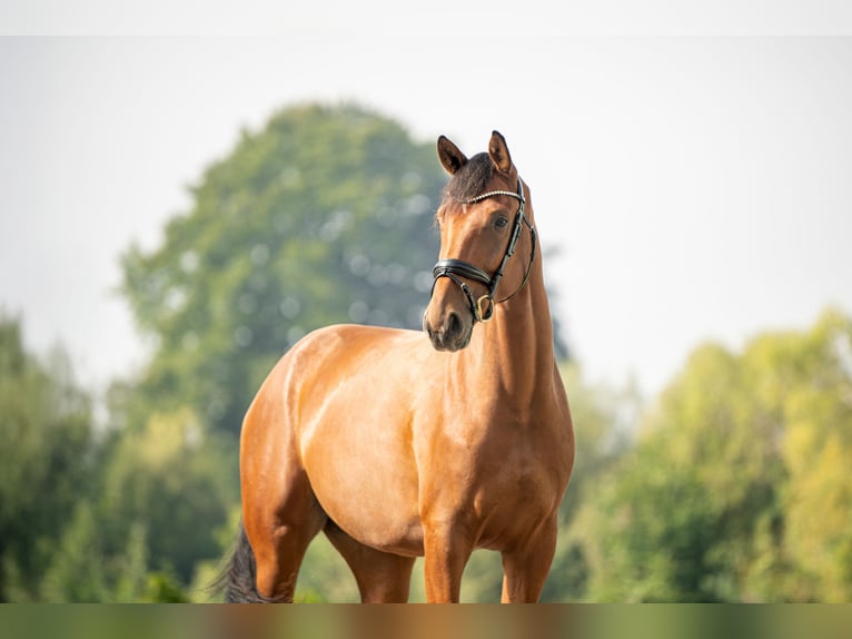 Selle autrichien Hongre 4 Ans 171 cm Bai in Niklasdorf