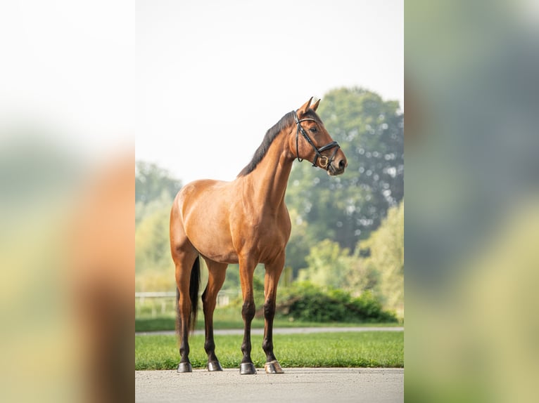 Selle autrichien Hongre 4 Ans 171 cm Bai in Niklasdorf