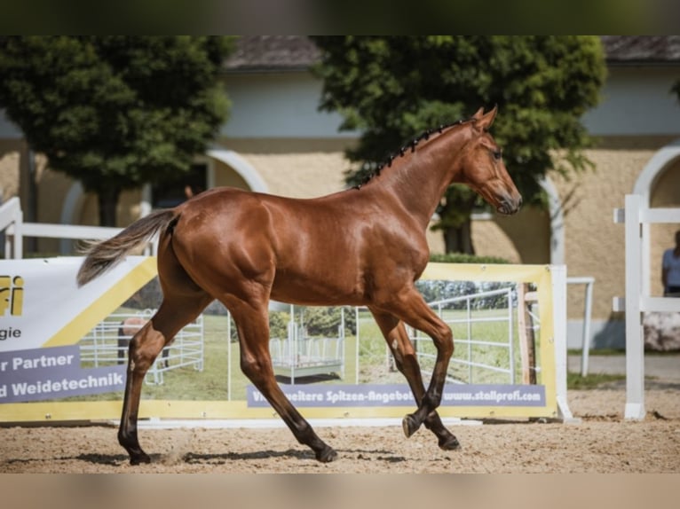 Selle autrichien Hongre 4 Ans 171 cm Bai in WarngaU