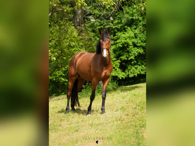 Selle autrichien Hongre 4 Ans 172 cm Bai in Sankt Peter am Ottersbach