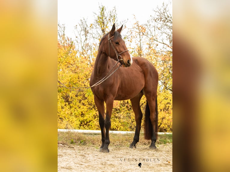 Selle autrichien Hongre 4 Ans 172 cm Bai in Sankt Peter am Ottersbach