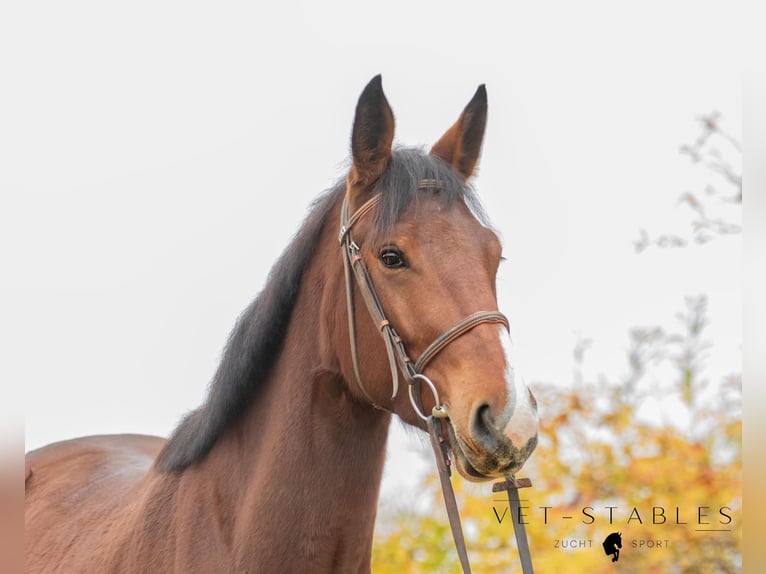 Selle autrichien Hongre 4 Ans 172 cm Bai in Sankt Peter am Ottersbach