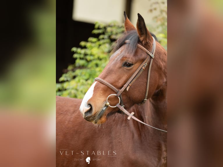 Selle autrichien Hongre 4 Ans 172 cm Bai in Sankt Peter am Ottersbach