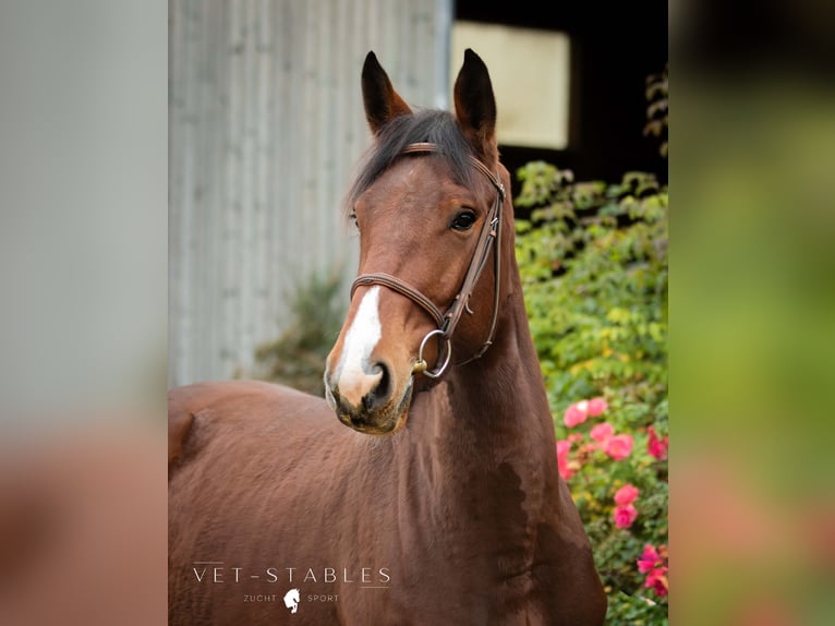 Selle autrichien Hongre 4 Ans 172 cm Bai in Sankt Peter am Ottersbach