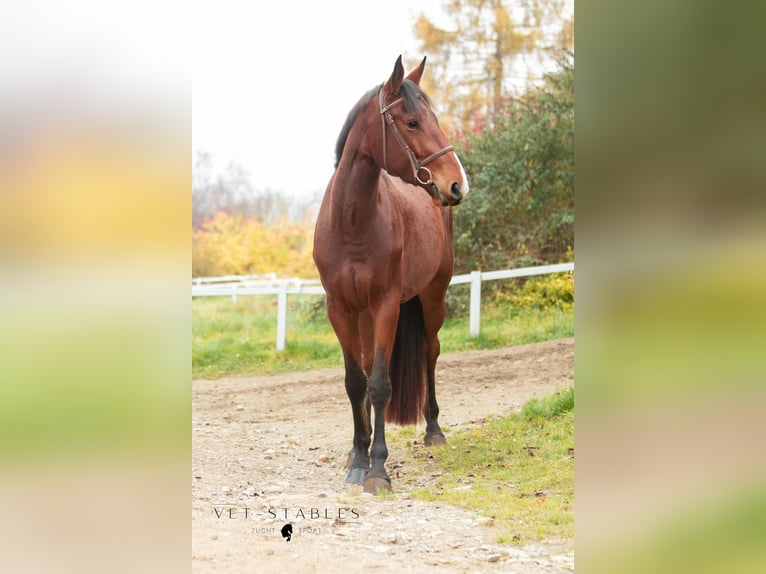Selle autrichien Hongre 4 Ans 172 cm Bai in Sankt Peter am Ottersbach